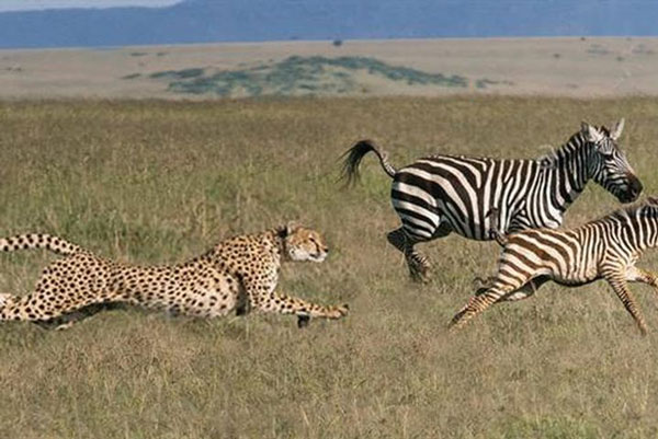 Ngựa vằn mẹ nỗ lực cứu con bất thành trước thú dữ