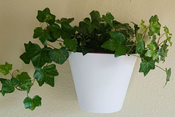 9 loại cây nên đặt trong phòng để ngủ ngon hơn