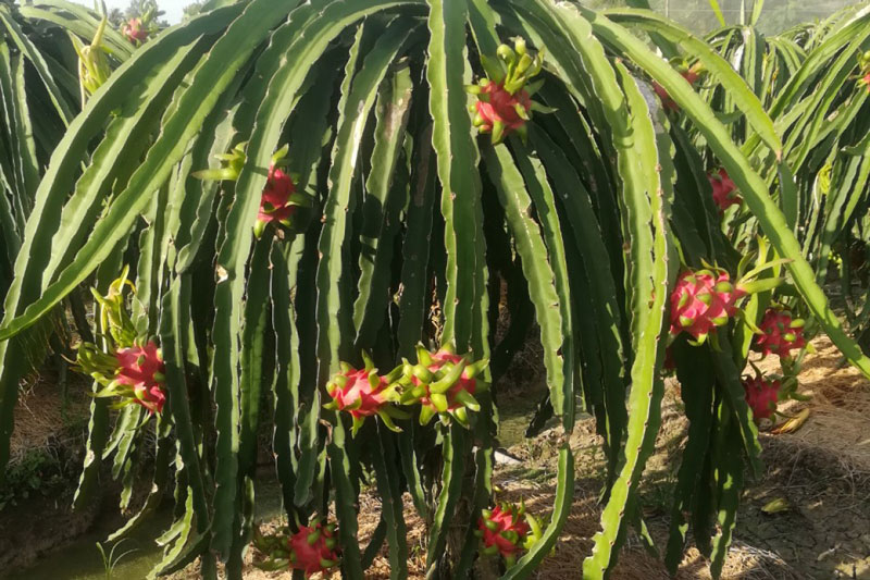 Nhiều loại trái cây đặc sản khó tiêu thụ, rớt giá