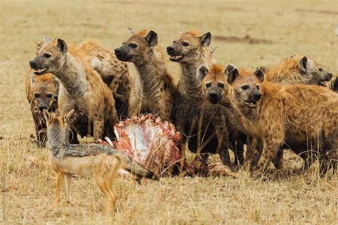 Có mặt trên 1/3 dân số, loài ký sinh trùng thao túng hành vi này khiến linh cẩu không biết sợ, hung hăng lại gần sư tử - Ảnh 1.