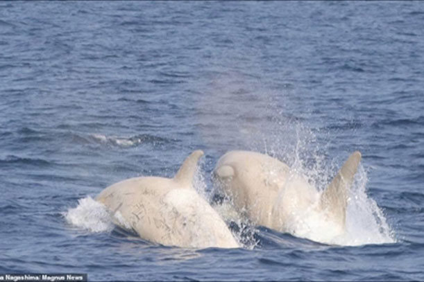Phát hiện đôi cá voi sát thủ trắng cực quý hiếm