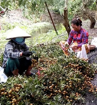 Trà Vinh: Thương lái trong tỉnh được đi lại giữa các nơi để thu mua nông, thủy sản