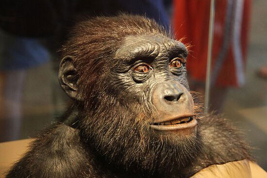 10 triệu năm nữa các loài động vật sẽ như thế nào?