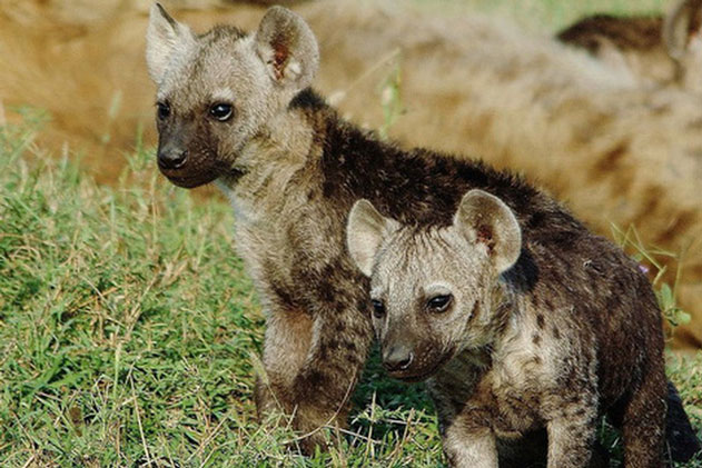 Có mặt trên 1/3 dân số, loài ký sinh trùng thao túng hành vi này khiến linh cẩu không biết sợ, hung hăng lại gần sư tử