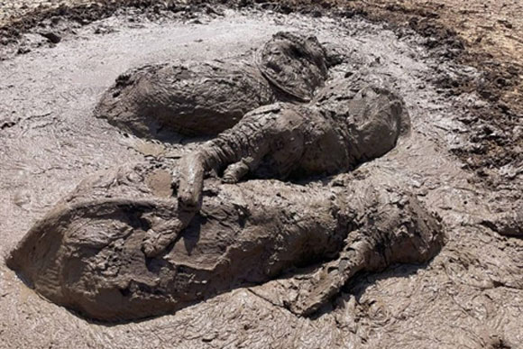 Ba voi lớn mắc kẹt trong vũng bùn: Có thoát cửa tử?