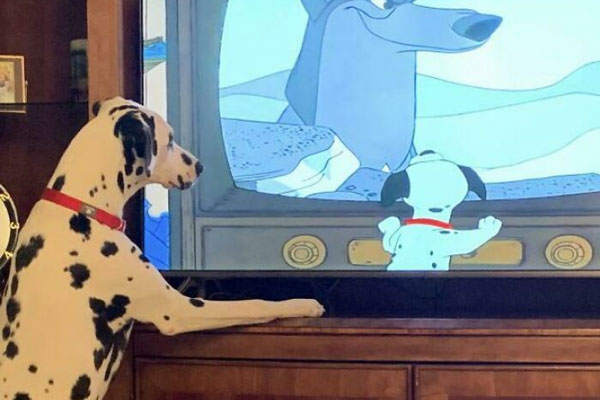 Khoảnh khắc hài hước "đúng vị trí, đúng thời điểm" của các loài động vật