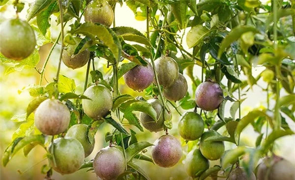 3 loại quả ở Việt Nam mọc dại đầy đường, sang nước ngoài thành của ngon vật lạ bán trong siêu thị gần 1 triệu đồng/kg - Ảnh 3.