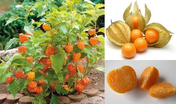 3 loại quả ở Việt Nam mọc dại đầy đường, sang nước ngoài thành của ngon vật lạ bán trong siêu thị gần 1 triệu đồng/kg - Ảnh 5.