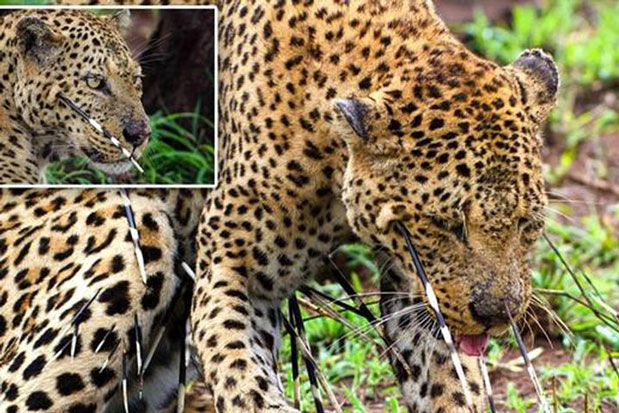 Nhẫn nhịn chịu đau, báo chén được thịt nhím dữ