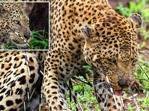 Nhẫn nhịn chịu đau, báo chén được thịt nhím dữ