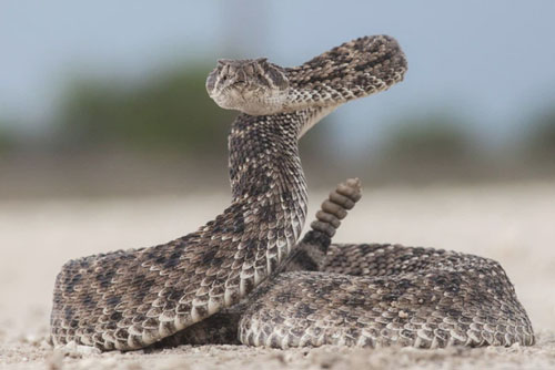 "Loại bỏ" một phần cơ thể để thích nghi và tồn tại: Đây là cách rắn đuôi chuông "vô hiệu hóa" cái nóng vùng sa mạc