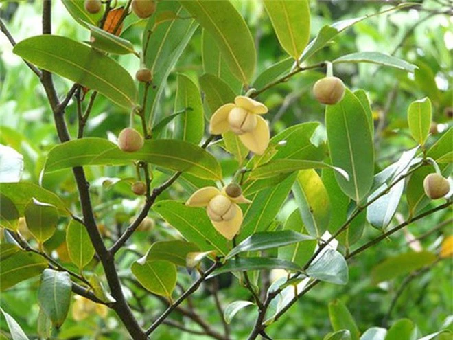 Ít ai biết Việt Nam có loại quả dại cho hoa thơm quả ngọt, không chỉ ăn ngon mà còn dùng làm thuốc - Ảnh 3.