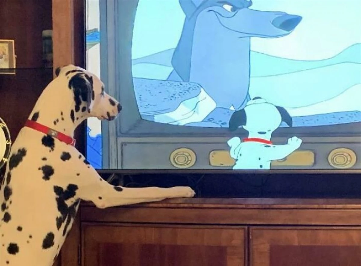 Chú chó đốm bắt chước hành động nhân vật trong phim hoạt hình.