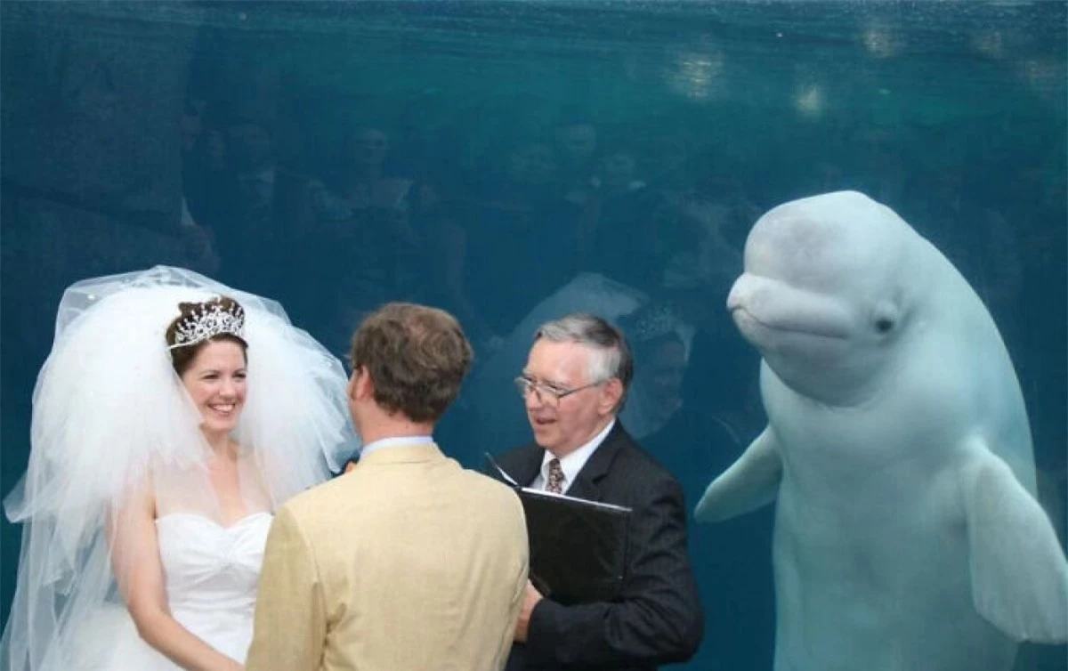Vị khách không mời mà đến trong đám cưới.