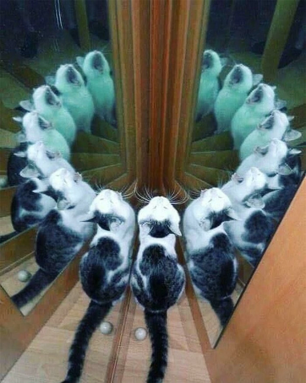 Hình ảnh hack não khiến người xem khó phân biệt đâu là mèo thật và đâu là hình phản chiếu trong gương.