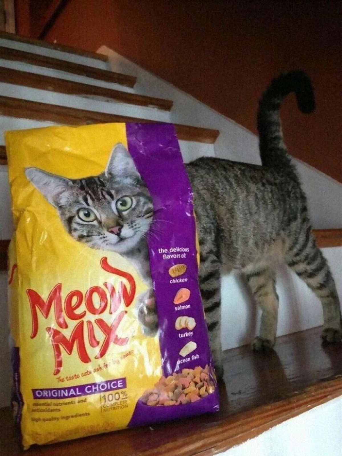 Hình ảnh trùng hợp đến lạ kỳ. Chú mèo như thể bước ra từ túi thức ăn.