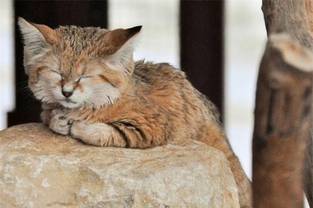 Sự thật thú vị về Mèo Cát - loài tiểu hổ duy nhất có thể sống trên sa mạc - Ảnh 1.