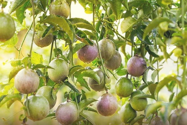 3 loại quả ở Việt Nam sang nước ngoài thành của ngon vật lạ, bán trong siêu thị gần 1 triệu đồng/kg