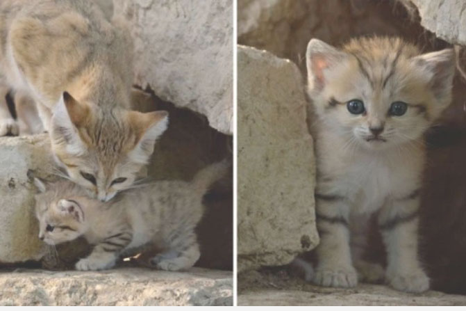 Sự thật thú vị về Mèo Cát - loài 'tiểu hổ' duy nhất có thể sống trên sa mạc