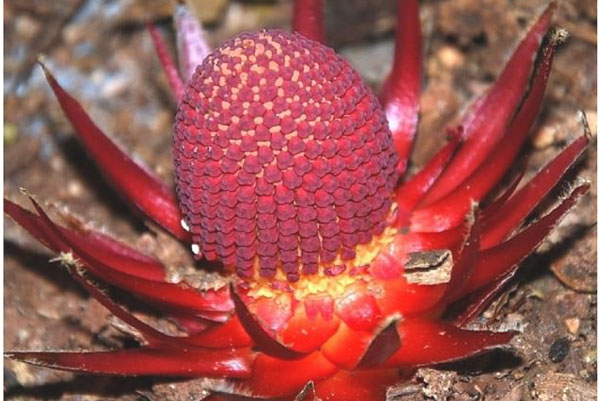 Cây ‘ma ca rồng' quái dị, lẩn trốn trong các khu rừng khắp thế giới