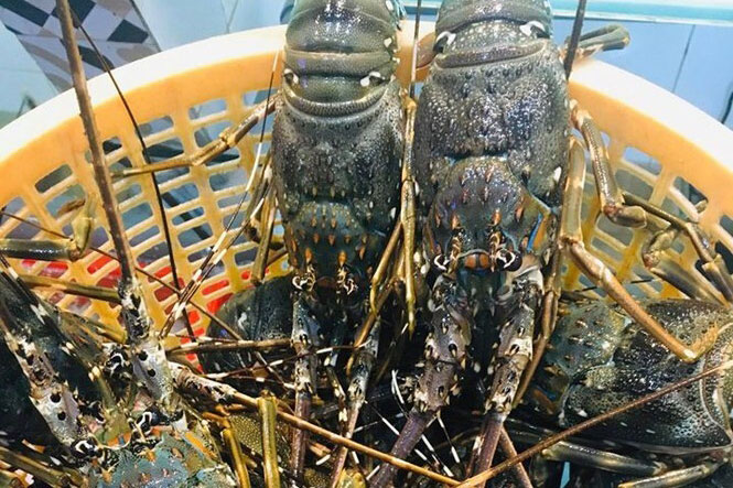 Thủy sản, gia cầm phía Nam rớt giá thảm, người chăn nuôi 'nhắm mắt' xả hàng