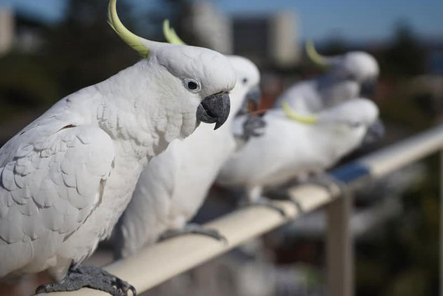 Trên đường đi làm, người đàn ông há hốc miệng chứng kiến con vẹt đang làm 1 chuyện không tưởng