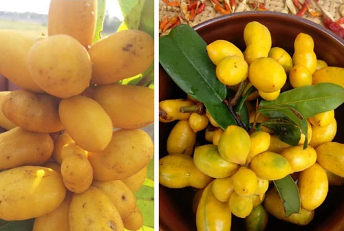 Ít ai biết rằng Việt Nam có loại quả dại cho hoa thơm quả ngọt, không chỉ ăn ngon mà còn dùng làm thuốc