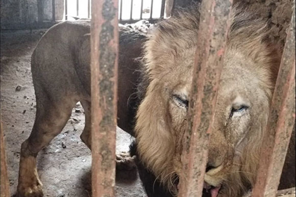 Bầy sư tử chỉ còn da bọc xương: Xót xa