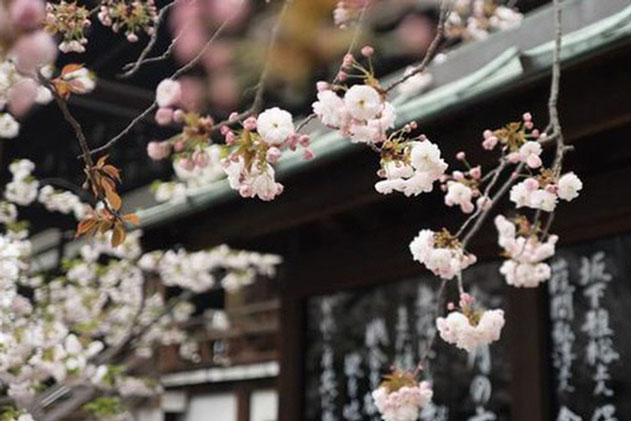 Triết lý sống đơn giản của người Nhật: "Luôn đổ đầy bát trước khi trả lại" và bài học tu dưỡng bản thân, mở rộng đường đời mà ai cũng nên học tập