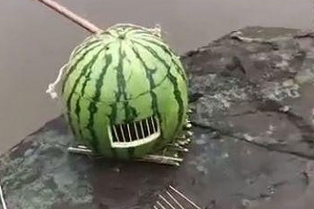 Mang lồng dưa hấu đi bắt cá bị chê cười, đến khi mở ra, chàng trai khiến những người xung quanh "lác mắt"