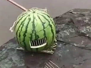 Mang lồng dưa hấu đi bắt cá bị chê cười, đến khi mở ra, chàng trai khiến những người xung quanh "lác mắt"