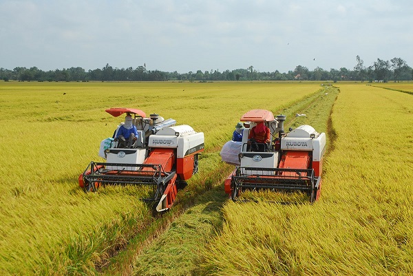 Tổ Công tác 970 đề xuất thu mua dự trữ lúa gạo theo chương trình quốc gia để kích cầu giá lúa gạo. 