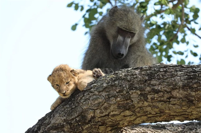 Cảnh ấn tượng trong Lion King được tái hiện nhưng ngoài đời tàn khốc hơn khi biết số phận của "vua sư tử" tương lai - Ảnh 4.