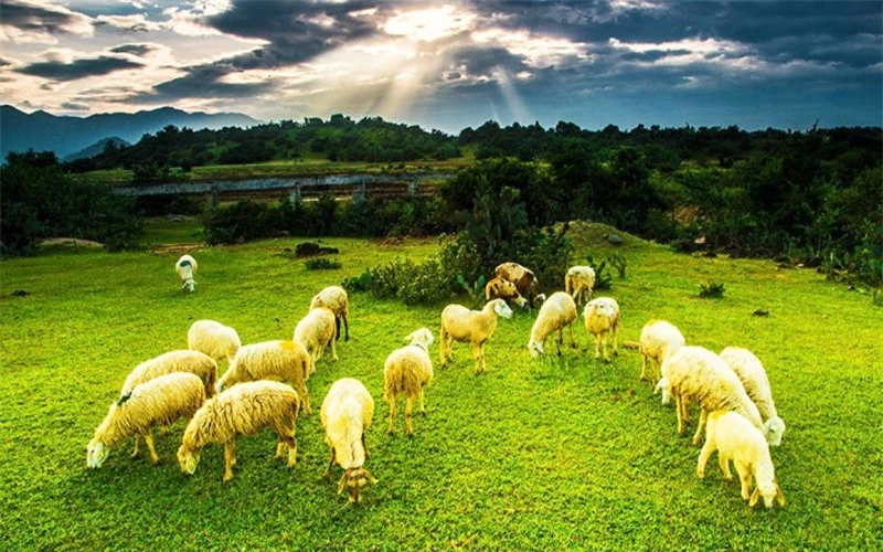 Đồng cừu An Hòa: Điểm “check-in” gây sốt ở Ninh Thuận  -0