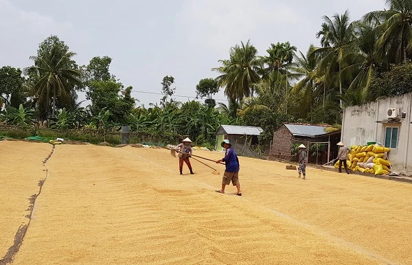 nhiều nông dân ở An Giang phải chất lúa thành đống ngoài ruộng, phơi đầy trong sân nhà để chờ thương lái đến mua.