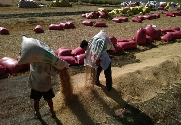 Nông dân phải tự thu hoạch lúa chất đống ngoài đồng chờ thương lái đên mua.