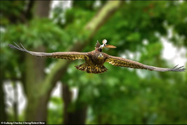 Chúa tể bầu trời bị chim nhỏ tấn công: Vì sao?