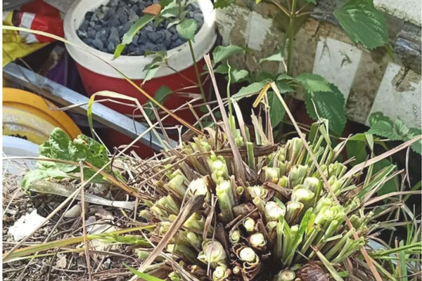 Cô gái bức xúc vì bị hàng xóm vặt trụi cả bụi sả chỉ vì một lời đồn trên mạng xã hội