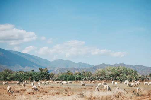 Đồng cừu An Hòa: Điểm “check-in” ấn tượng ở Ninh Thuận