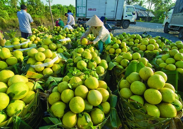 Sóc Trăng: Tìm đầu ra cho gần 900.000 tấn nông sản