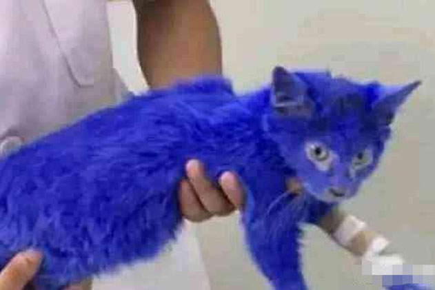 Chi hơn 200 ngàn đồng mua mèo qua mạng, vừa nhận hàng, chàng trai phẫn nộ tột độ nhưng đành "cứng họng" vì câu nói của người bán