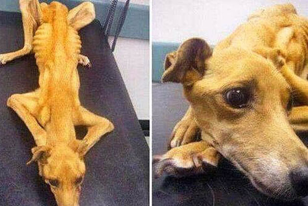 Chó cưng gửi bạn chăm hộ bỗng nhiên mất tích, 1 tháng sau, người đàn ông suýt khóc khi thấy bộ dạng con vật lúc trở về