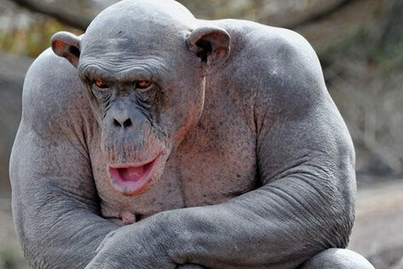 Tại sao khỉ đột, tinh tinh và chuột túi hầu như không cần phải tập luyện sức mạnh mà cơ bắp của chúng vẫn cực kỳ phát triển?