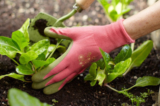 Ở nhà làm vườn có được hỗ trợ theo Nghị quyết 68?