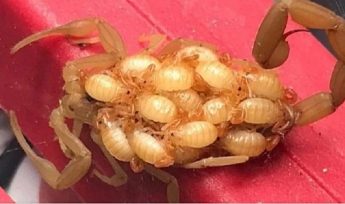 Một con bọ cạp mẹ cõng đàn con trên lưng. 