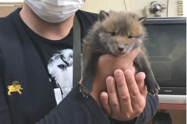 Nhặt "cún" cưng ven đường về nuôi rồi hàng ngày đăng mạng xã hội, vài tháng sau chàng trai phát hiện sự thật gây choáng