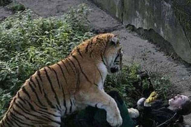 Vô tình ngã xuống khu vực hổ sinh sống, người phụ nữ tưởng sẽ mất mạng, không ngờ con hổ mới gặp bi kịch