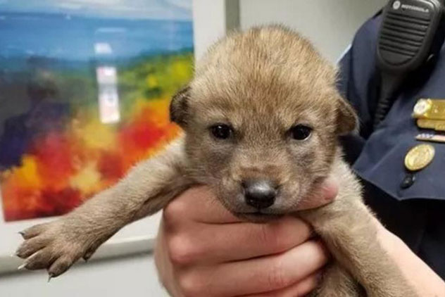 Nhặt chú chó bên đường về nuôi nhưng 1 tuần không nghe tiếng sủa, viên cảnh sát nhận tin dữ: Thả ra ngay, không thể nuôi được!