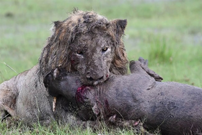 Vua sư tử lấm lem bùn đất đào hang: Săn gì?