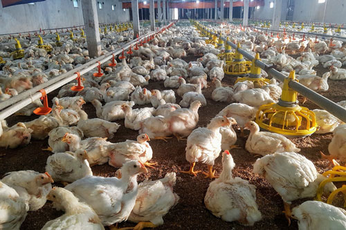 Nguy cơ xảy ra khủng hoảng thiếu gia cầm vào dịp Tết Nguyên đán